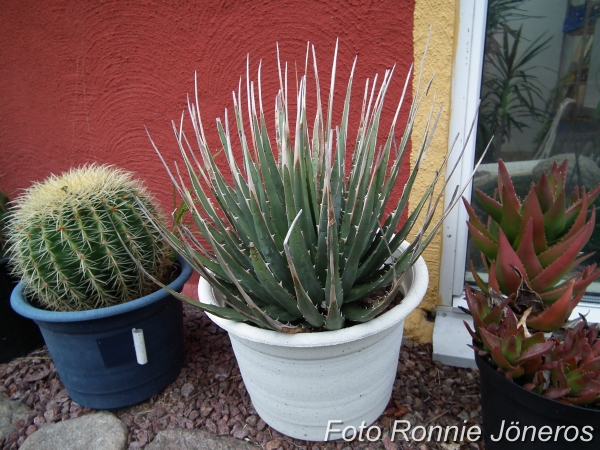 Agave utahensis var. eborispina